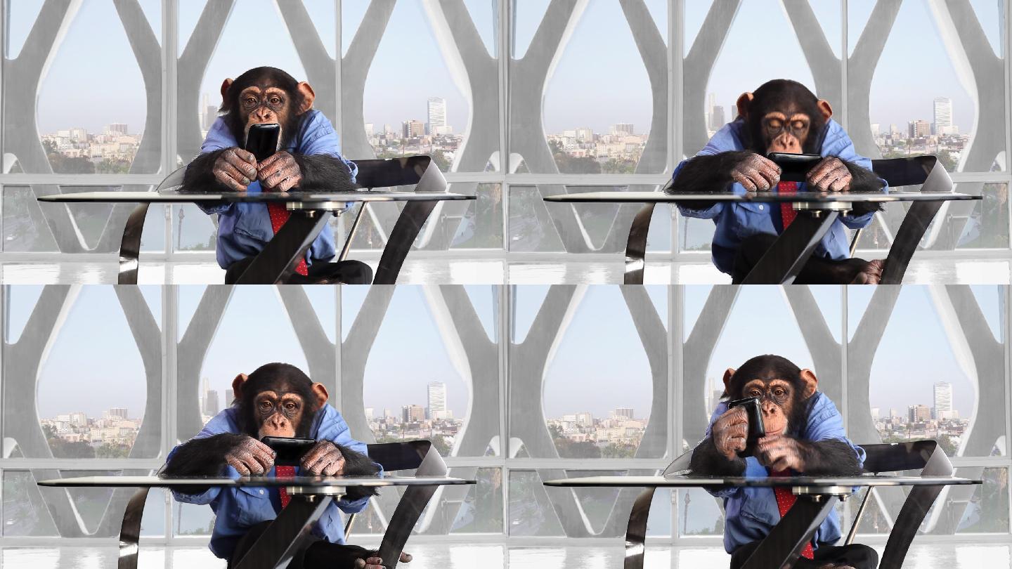 黑猩猩智能电话洛杉矶办事处