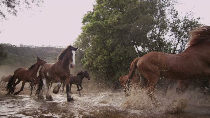 一群马儿正在奔跑原始森林雨林深处马场马术