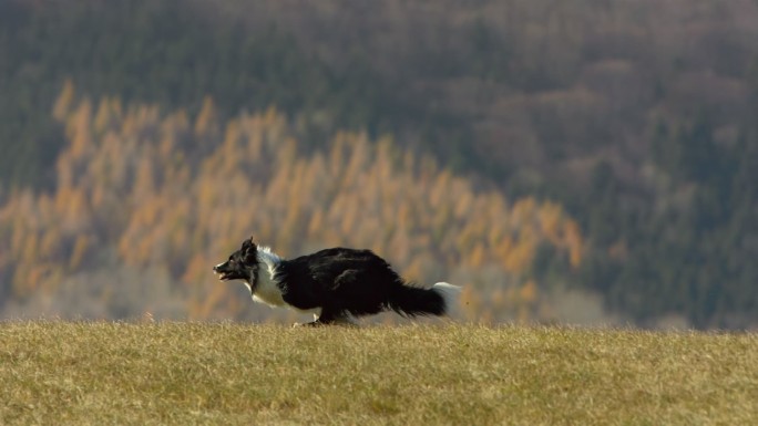 边境牧羊犬在草地上奔跑