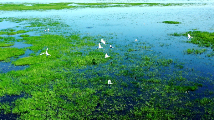 航拍草原湖边水鸟、牛群