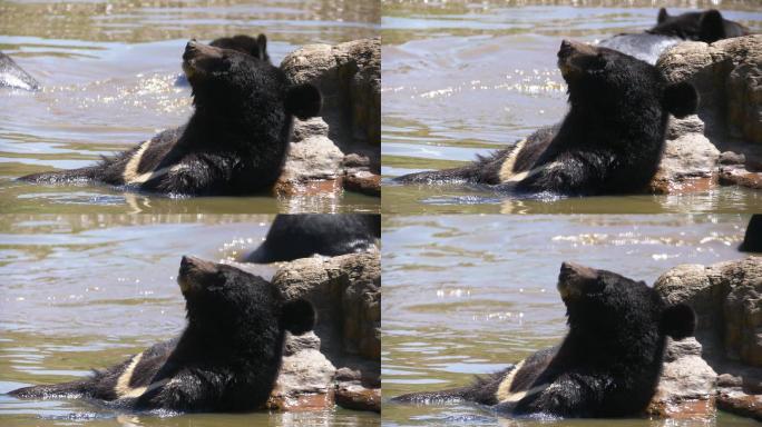 黑熊躺在水中享受清凉