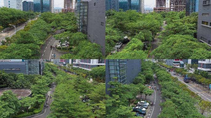 4k深圳街道视频夏天茂盛行道树下行人