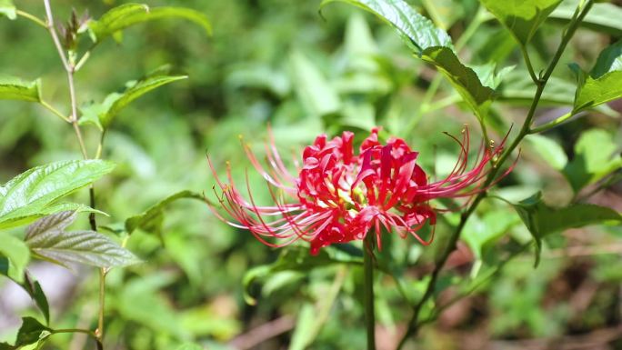 高清彼岸花/石蒜视频素材