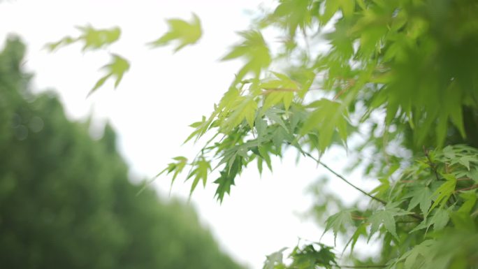 街心花园林间空地花花草草假山喷泉