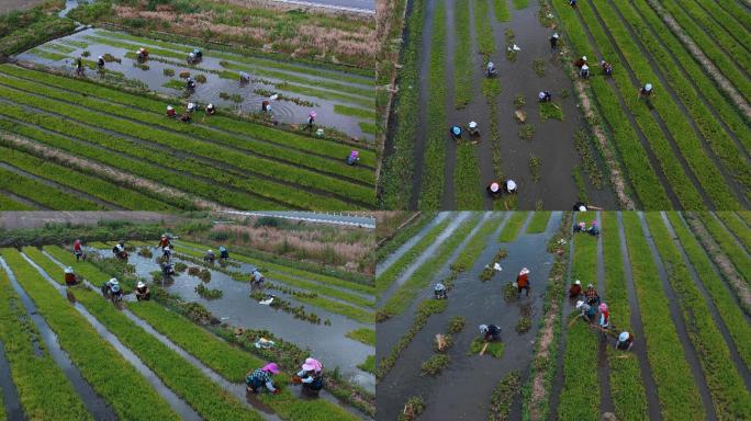 4k农田耕种视频大理插秧劳作的农民田野道