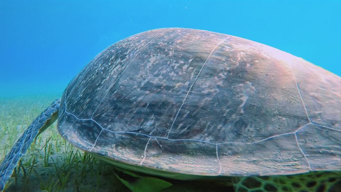 在海草床上吃草的绿海龟