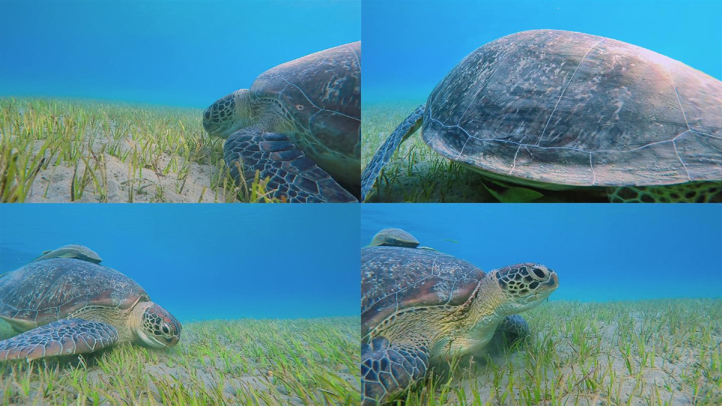 在海草床上吃草的绿海龟
