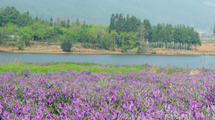 原创4K 蜜蜂 花朵 自然 春天盛开鲜花