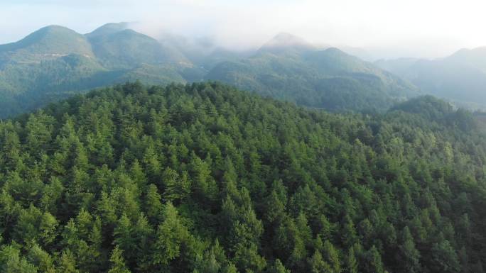 环境保护、山区退耕还林、森林