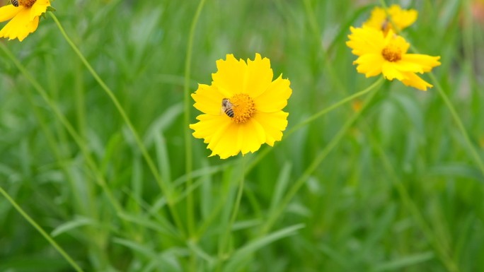 春天蜜蜂采蜜彩花