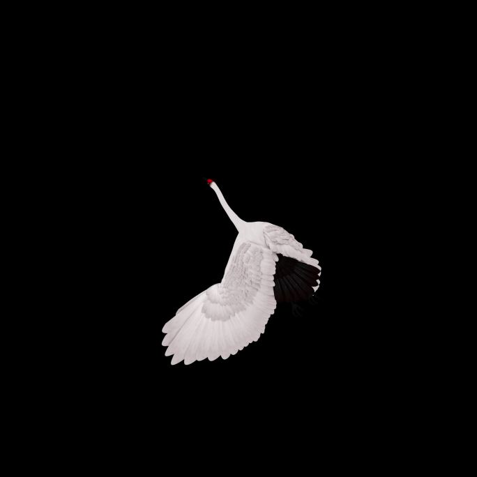 白色仙鹤顶面飞