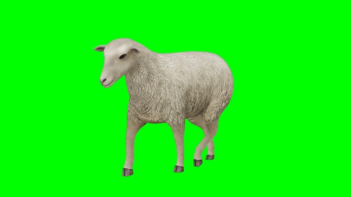 一只羊在绿色屏幕上行走