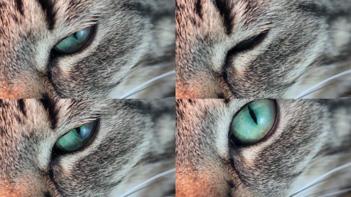 猫眼