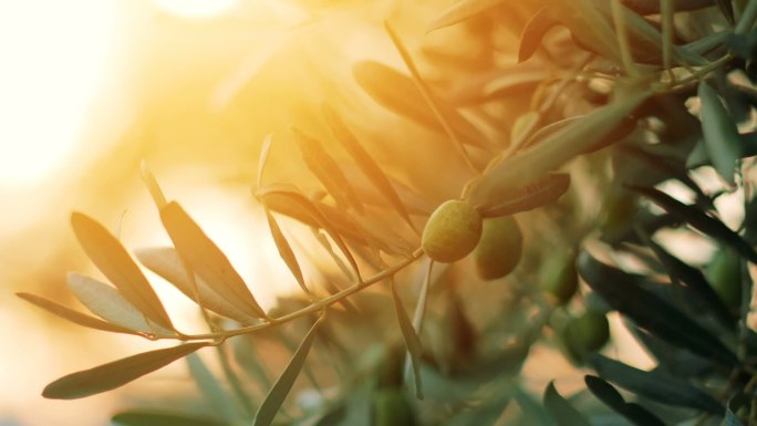 阳光下的橄榄树地中海风景橄榄树叶阳光普照