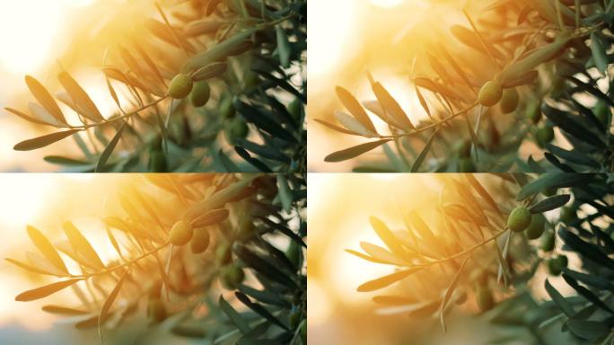 阳光下的橄榄树地中海风景橄榄树叶阳光普照