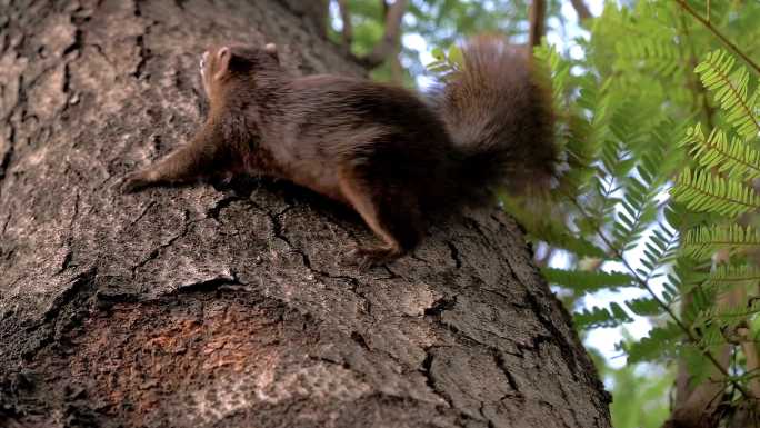 松鼠在树枝上吃坚果