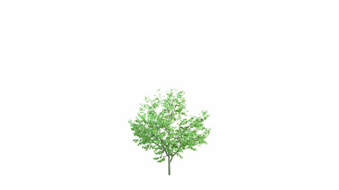 一棵大树的生长。开枝散叶茁壮成长白背景