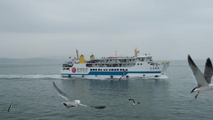 海鸥伴随轮船在海上航行