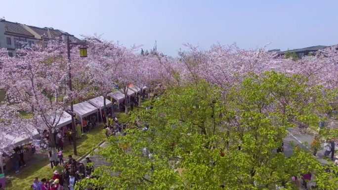 扬州鉴真路樱花