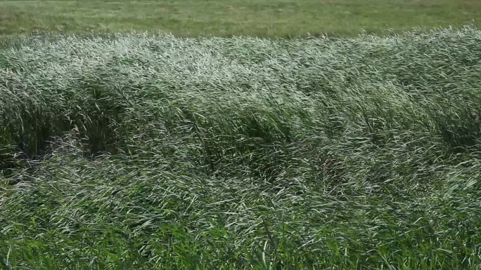 内蒙古草原草地湿地空镜头