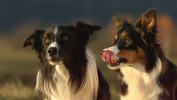 两只可爱的边境牧羊犬