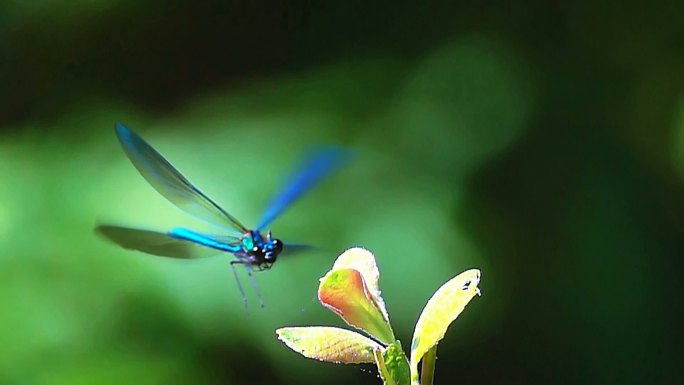 蜻蜓升格人与自然花蕊