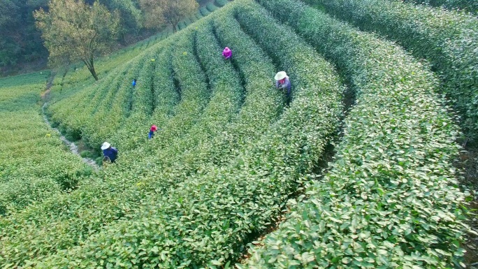 杭州龙井山茶园鸟瞰图