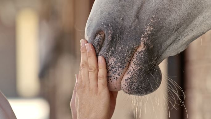 女人抚摸着马的鼻子