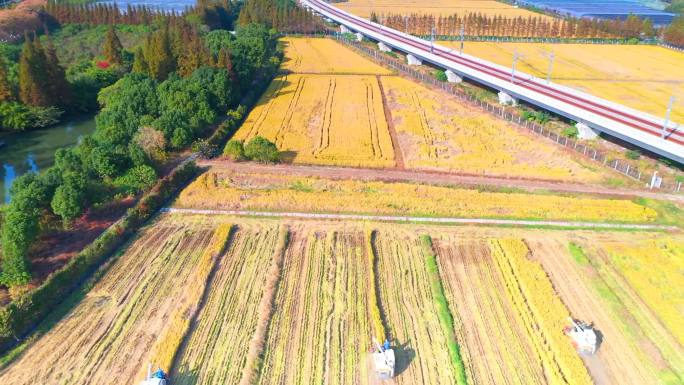 大疆御2哈苏航拍昆山天福庵农场水稻收割