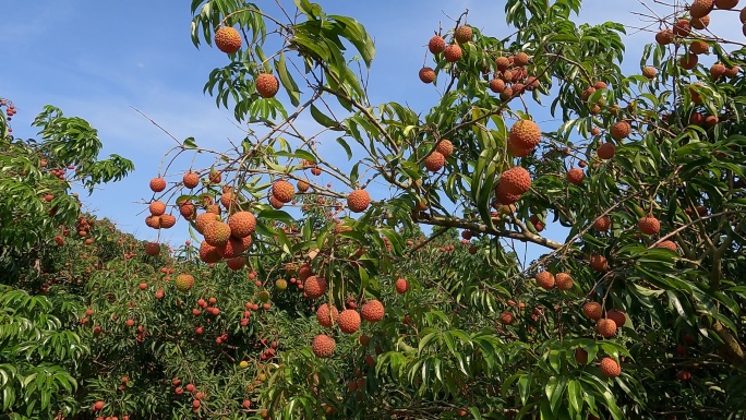 荔枝