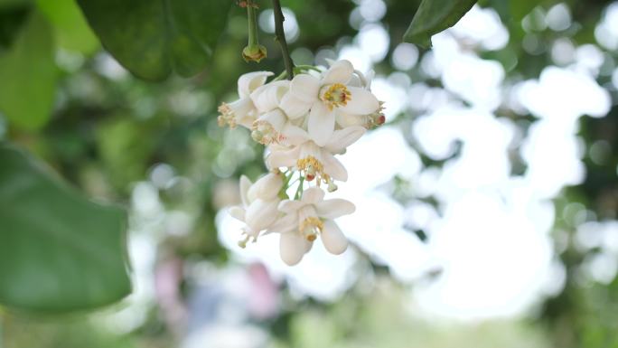 柚子花，沙田柚花