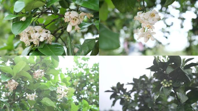 柚子花，沙田柚花