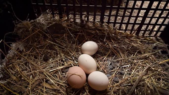 从鸡舍的鸡窝里取鸡蛋