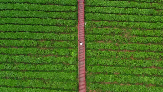 航拍贵州茶山