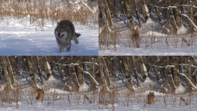 雪地里奔跑的狼