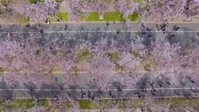 扬州鉴真路樱花