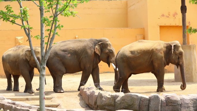亚洲大象动物园