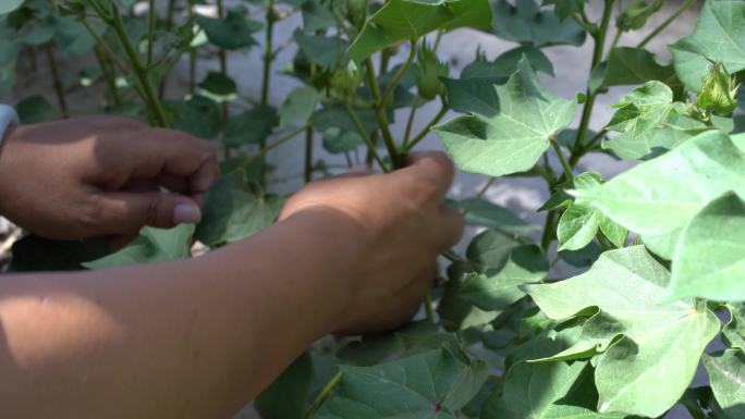 新疆棉花