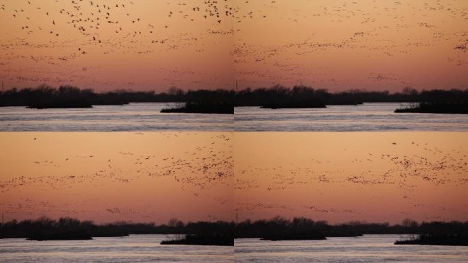 湖面上成群飞行的小鸟