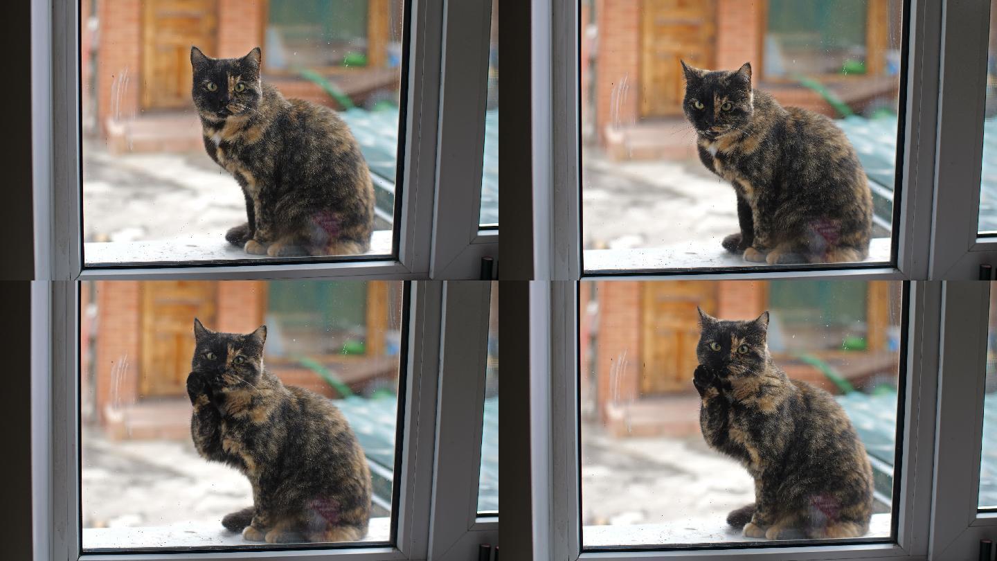 窗外的猫流浪散养家养萌宠饥饿