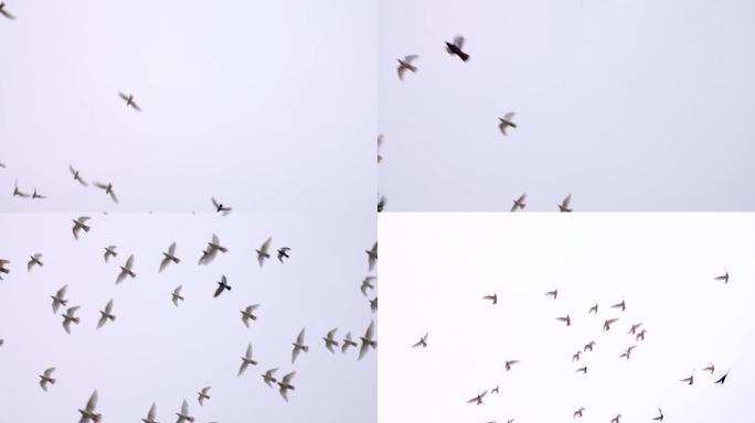 4K一群鸽子从天空飞过-鸽子飞翔慢镜