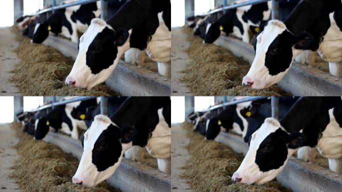 农场里的奶牛养殖畜牧业喂食投喂牛肉饲养喂