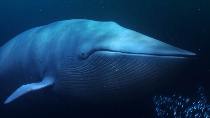 裸眼3D鲸鱼投影4K