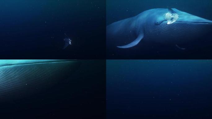 裸眼3D鲸鱼投影4K