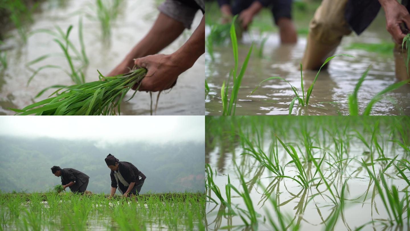 4K农民在稻田里种水稻