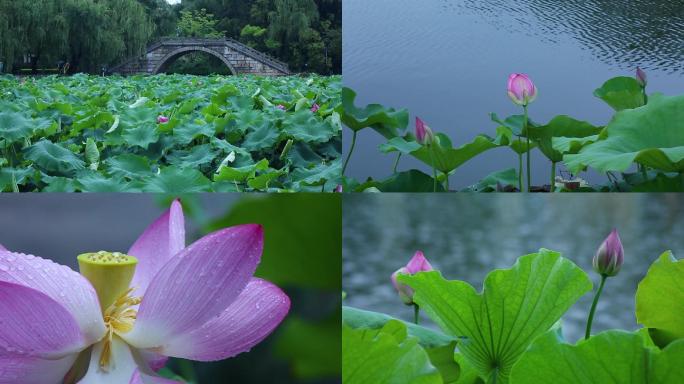 昆明大观楼雨中赏荷花