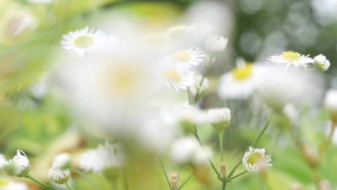 阳光下野菊花