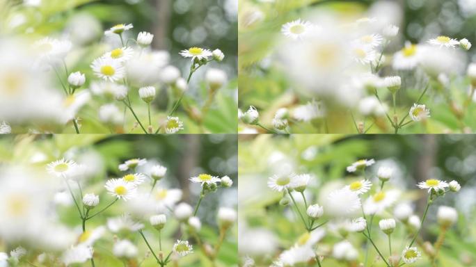 阳光下野菊花