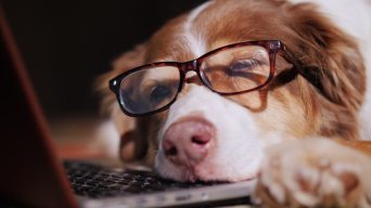 戴眼镜的狗睡在笔记本电脑旁视频素材