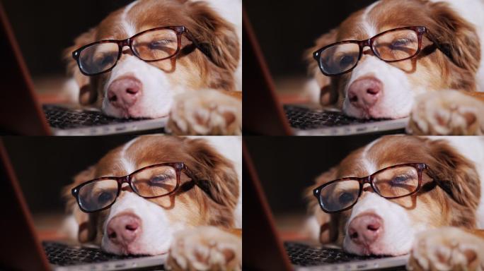 戴眼镜的狗睡在笔记本电脑旁